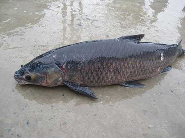 5 loại c&aacute; nước ngọt ngon nhất Việt Nam, cao thủ ẩm thực "say như điếu đổ" - Ảnh 2.