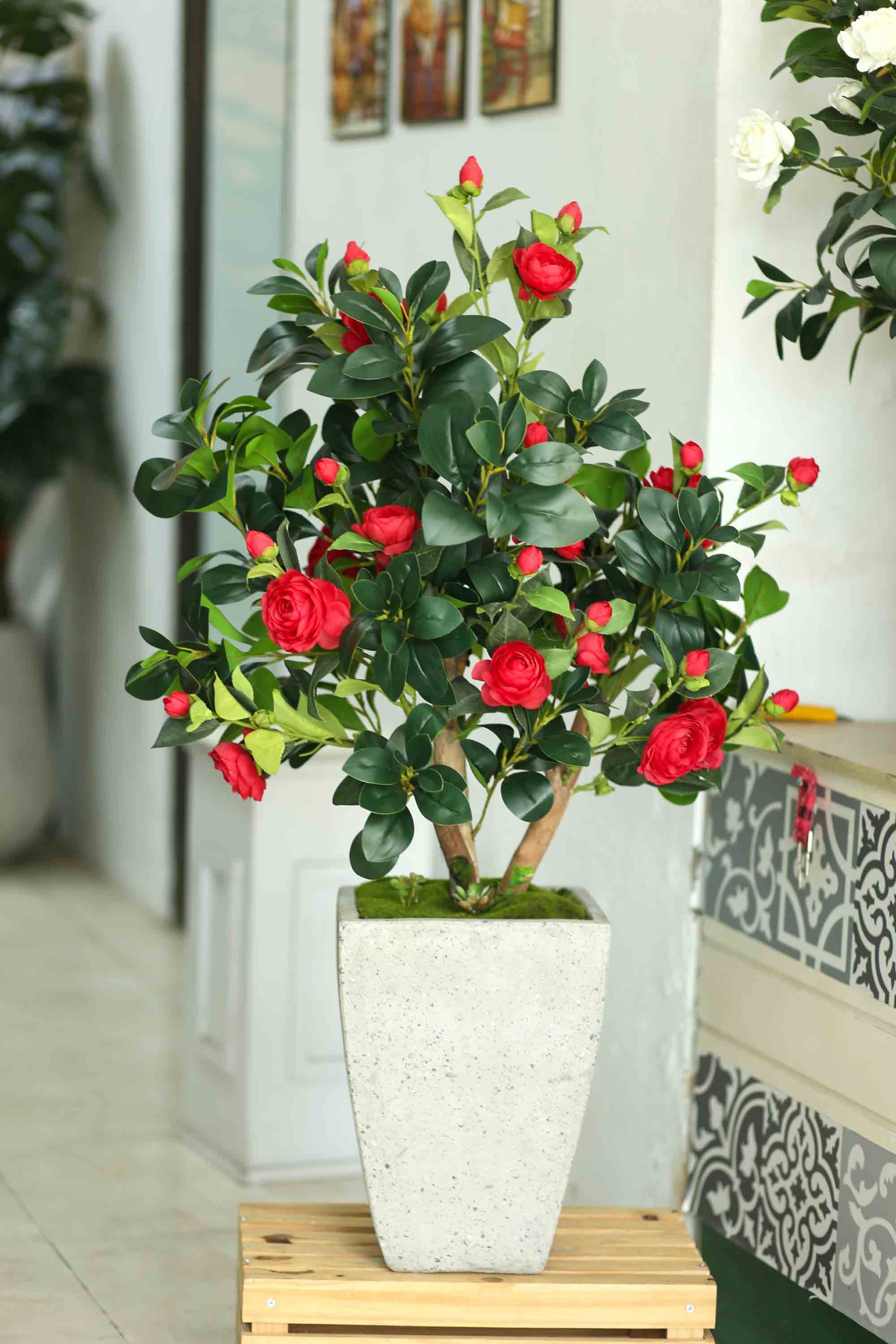 Loài cây quý như vàng, hoa nở đẹp chấn động thị giác: Nhà giàu mê vì giúp tụ lộc, giữ vượng khí- Ảnh 3. Loài cây quý như vàng, hoa nở đẹp chấn động thị giác: Nhà giàu mê vì giúp tụ lộc, giữ vượng khí- Ảnh 3.