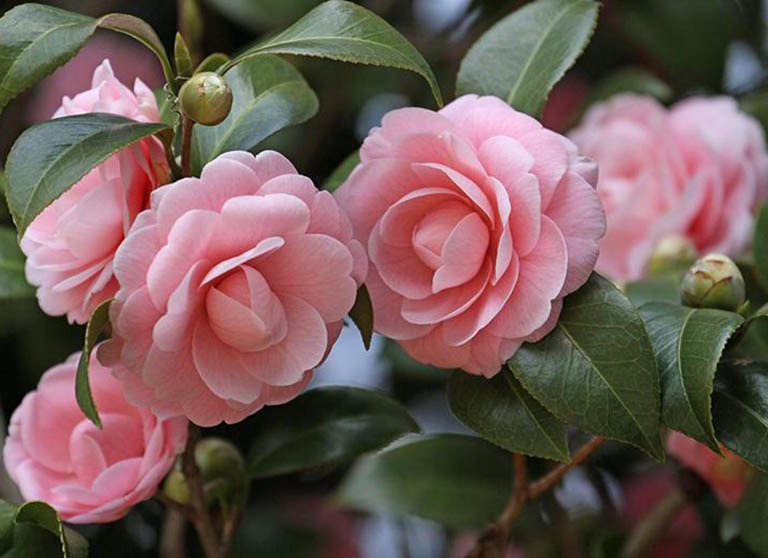 Loài cây quý như vàng, hoa nở đẹp chấn động thị giác: Nhà giàu mê vì giúp tụ lộc, giữ vượng khí- Ảnh 2. Loài cây quý như vàng, hoa nở đẹp chấn động thị giác: Nhà giàu mê vì giúp tụ lộc, giữ vượng khí- Ảnh 2.