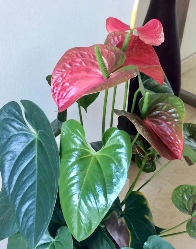 Tết rước 1 chậu c&acirc;y n&agrave;y về nh&agrave;: Vận tiền bạc, chức vị đều 