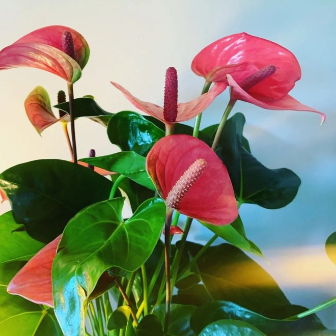 Tết rước 1 chậu c&acirc;y n&agrave;y về nh&agrave;: Vận tiền bạc, chức vị đều 