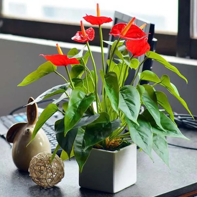 Tết rước 1 chậu c&acirc;y n&agrave;y về nh&agrave;: Vận tiền bạc, chức vị đều 