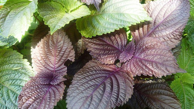 3 Loại Cây Nên Trồng Vào Năm 2026: Vừa Làm Thuốc Quý Vừa Hút Sinh Khí, Tài Lộc Vào Nhà- Ảnh 3.