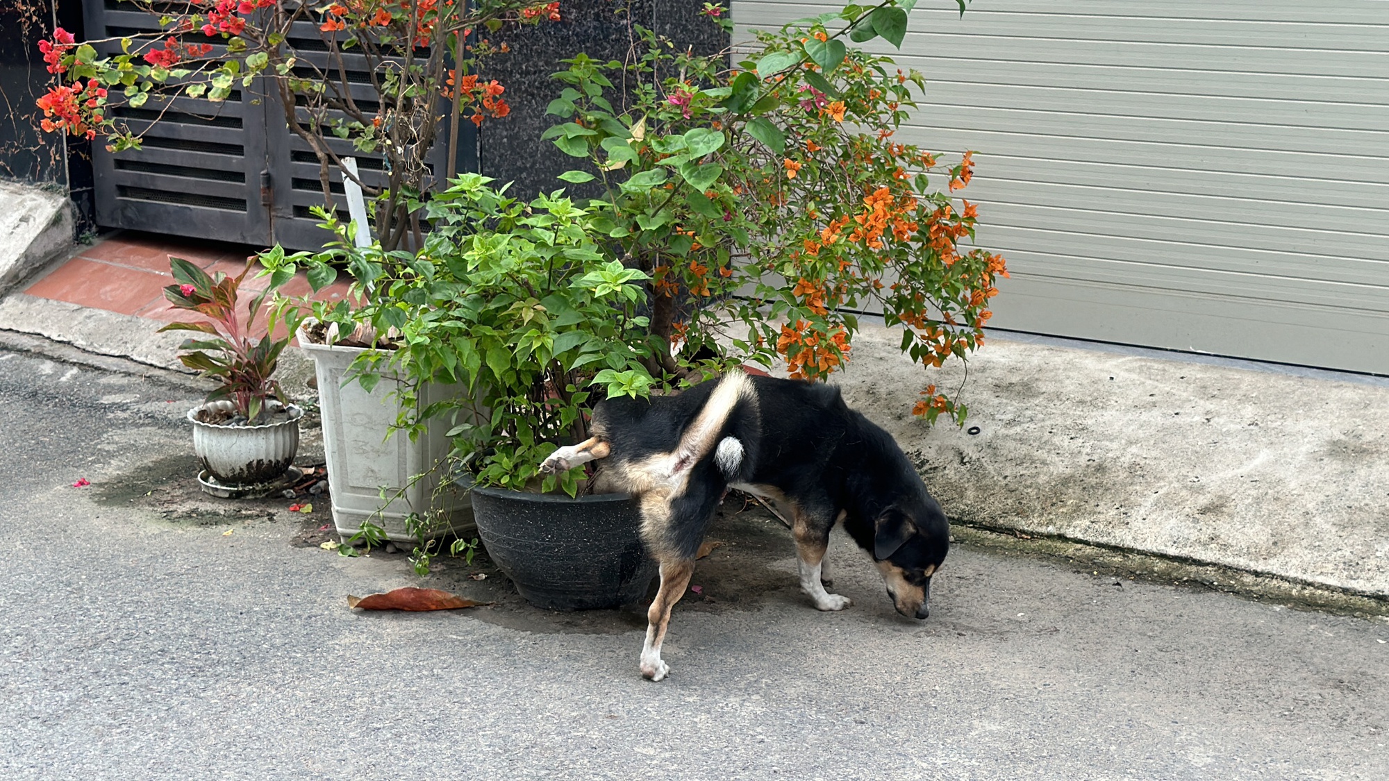 H&igrave;nh ảnh ch&oacute; thả r&ocirc;ng "ngh&ecirc;nh ngang" tại TPHCM - Ảnh 7.