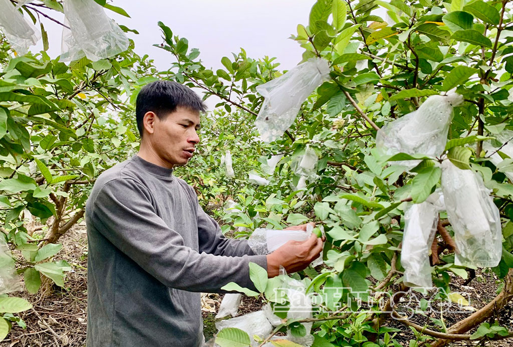 Thương lái tấp nập vào tận vườn thu mua loại quả giòn, ngọt đậm, người dân Hưng Yên kiếm bộn tiền- Ảnh 1.
