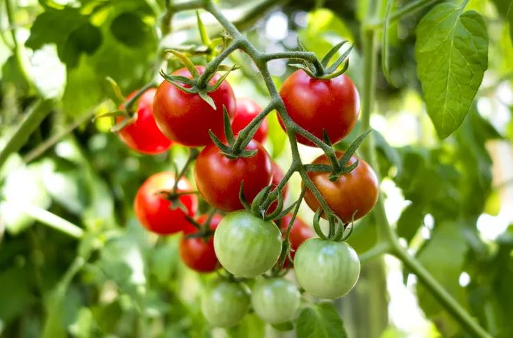 - Ảnh 4. - Ảnh 4.