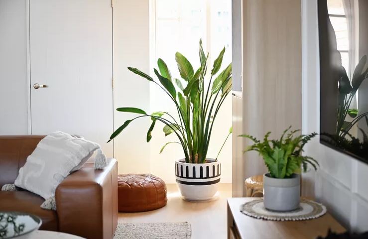 - Ảnh 5. - Ảnh 5.