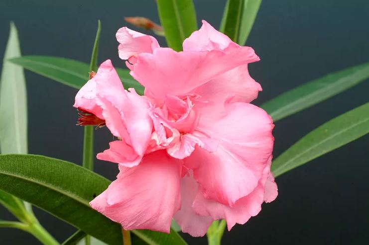 - Ảnh 7. - Ảnh 7.