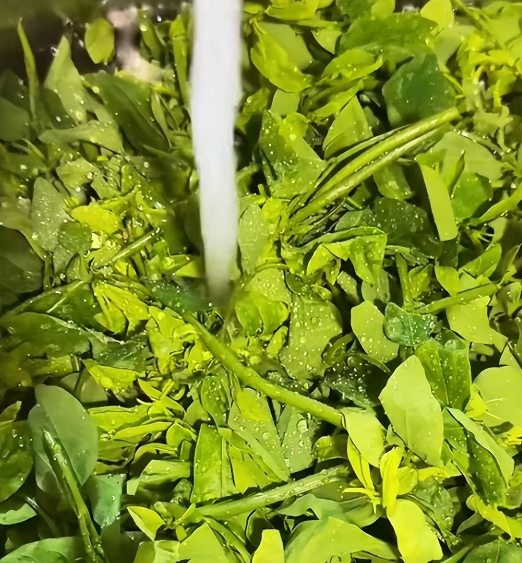 Loại rau xưa nay chỉ tuốt l&aacute; nấu canh, nhưng l&agrave;m theo c&aacute;ch n&agrave;y lại cực ngon, gi&ograve;n v&ocirc; c&ugrave;ng v&agrave; ai ăn cũng bất ngờ- Ảnh 3.