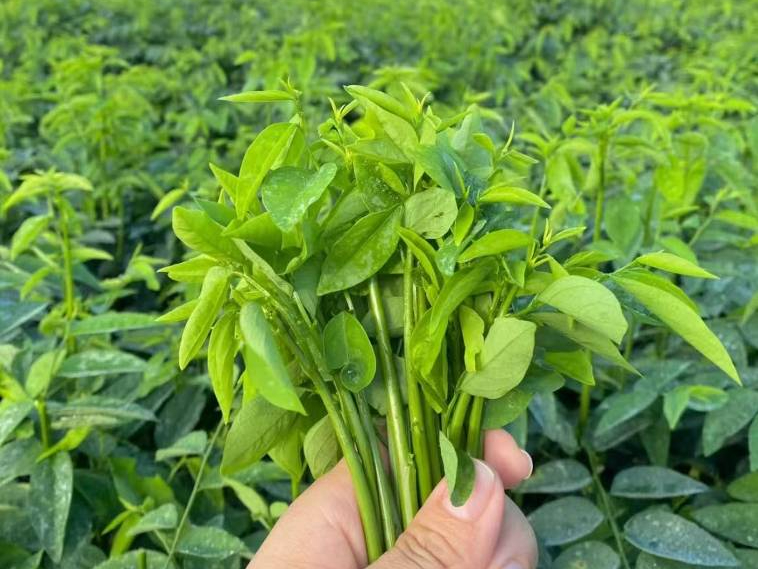 Loại rau xưa nay chỉ tuốt l&aacute; nấu canh, nhưng l&agrave;m theo c&aacute;ch n&agrave;y lại cực ngon, gi&ograve;n v&ocirc; c&ugrave;ng v&agrave; ai ăn cũng bất ngờ- Ảnh 1.