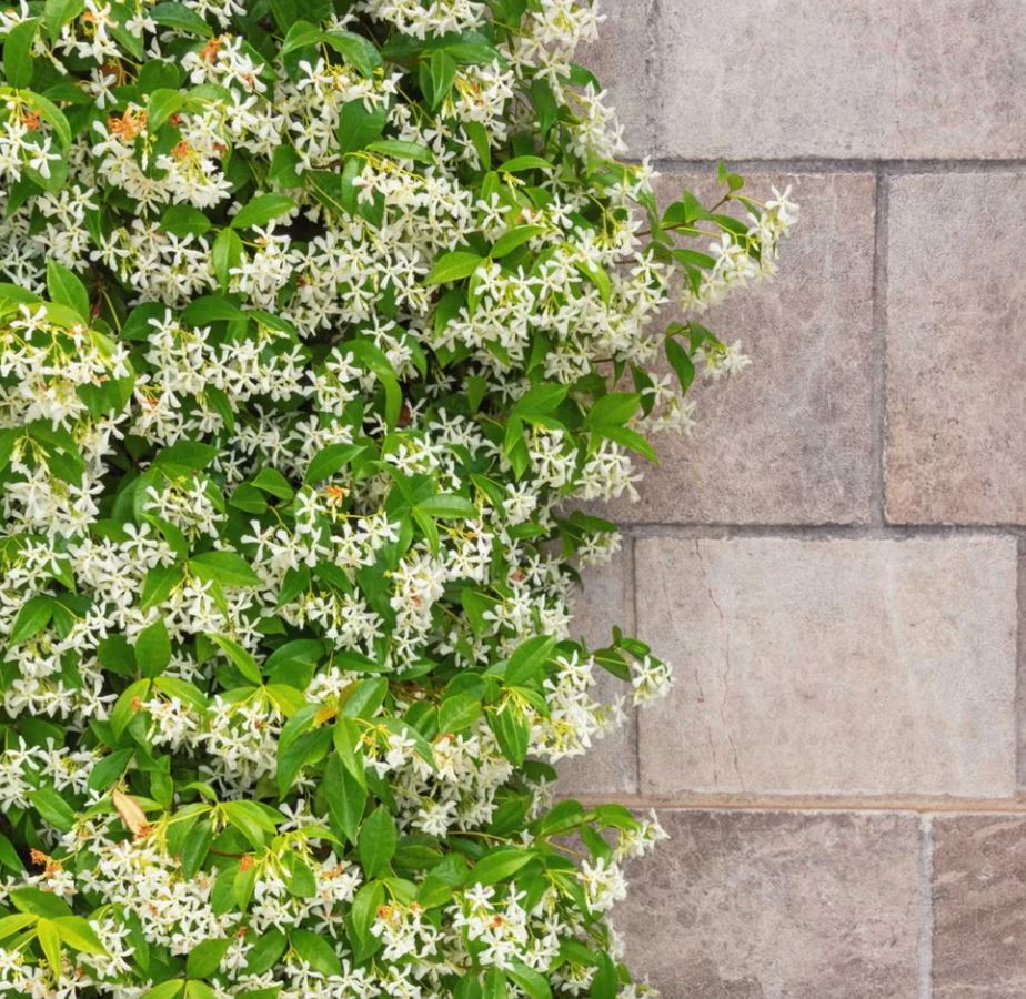 10 loại c&acirc;y trồng trước nh&agrave; cực hợp: H&agrave;ng x&oacute;m nh&igrave;n thấy sẽ phải gọi điện ngay cho bạn- Ảnh 3.