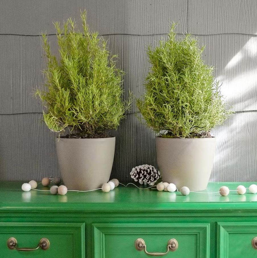 10 loại c&acirc;y trồng trước nh&agrave; cực hợp: H&agrave;ng x&oacute;m nh&igrave;n thấy sẽ phải gọi điện ngay cho bạn- Ảnh 8.