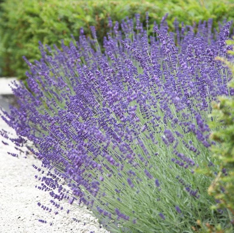 10 loại c&acirc;y trồng trước nh&agrave; cực hợp: H&agrave;ng x&oacute;m nh&igrave;n thấy sẽ phải gọi điện ngay cho bạn- Ảnh 6.