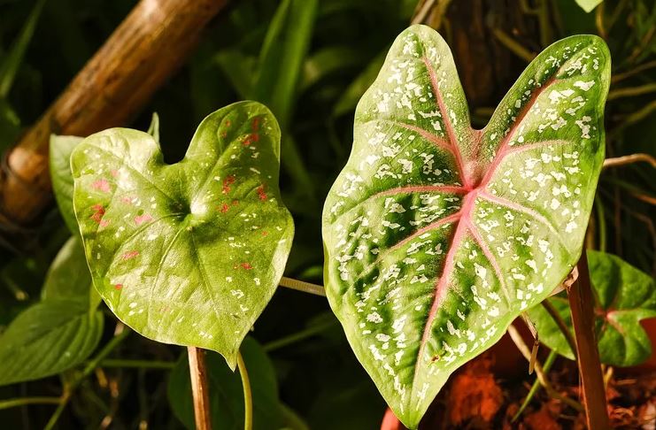 - Ảnh 1. - Ảnh 1.