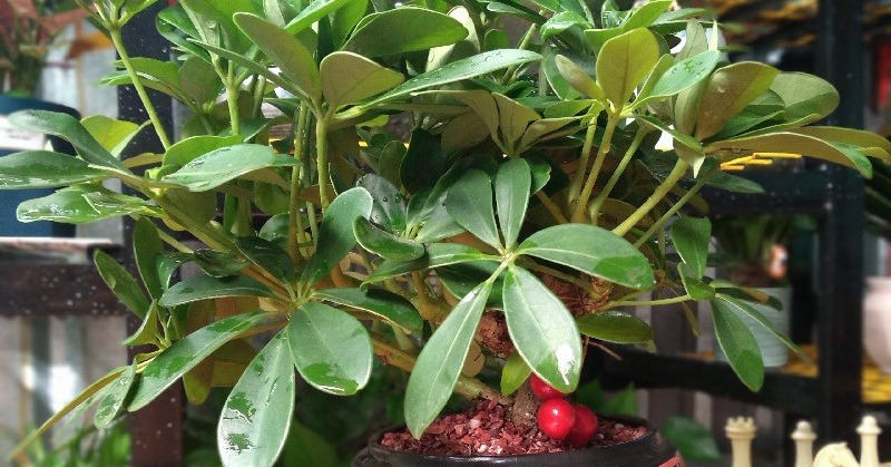 Loại c&acirc;y h&agrave;ng đầu được NASA đ&aacute;nh gi&aacute; cực cao, nh&agrave; n&agrave;o cũng n&ecirc;n c&oacute; - Ảnh 1.