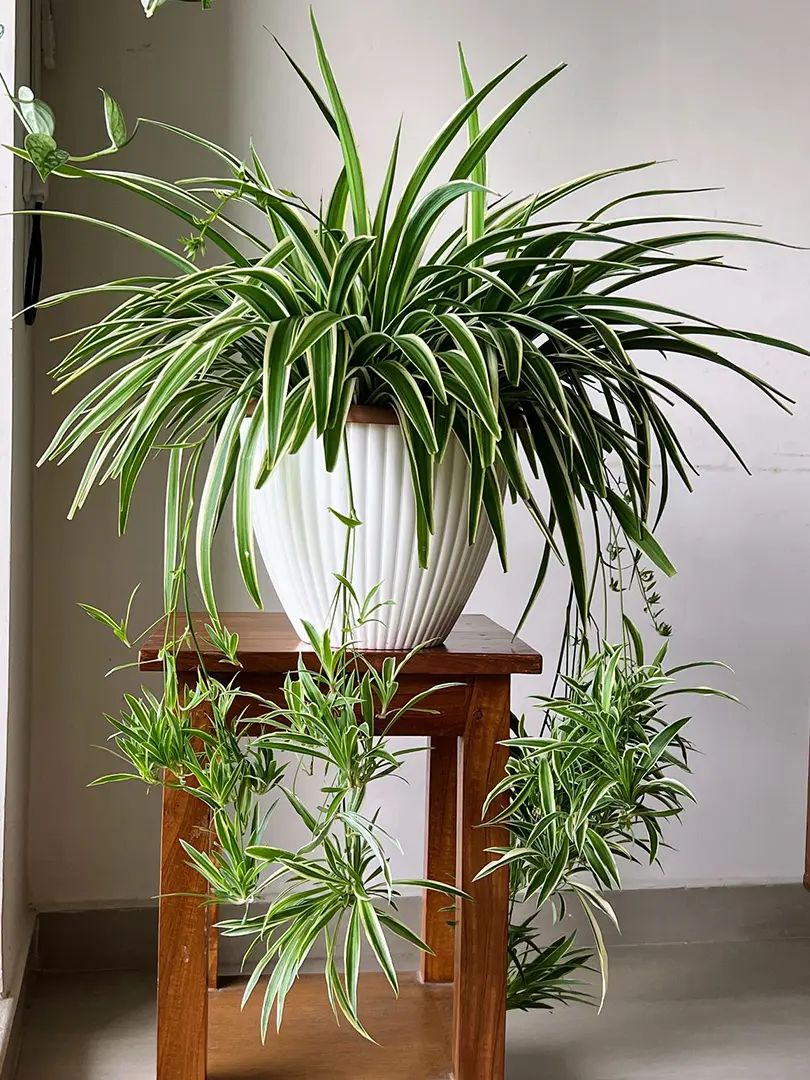 Loại c&acirc;y h&agrave;ng đầu được NASA đ&aacute;nh gi&aacute; cực cao, nh&agrave; n&agrave;o cũng n&ecirc;n c&oacute; - Ảnh 2.