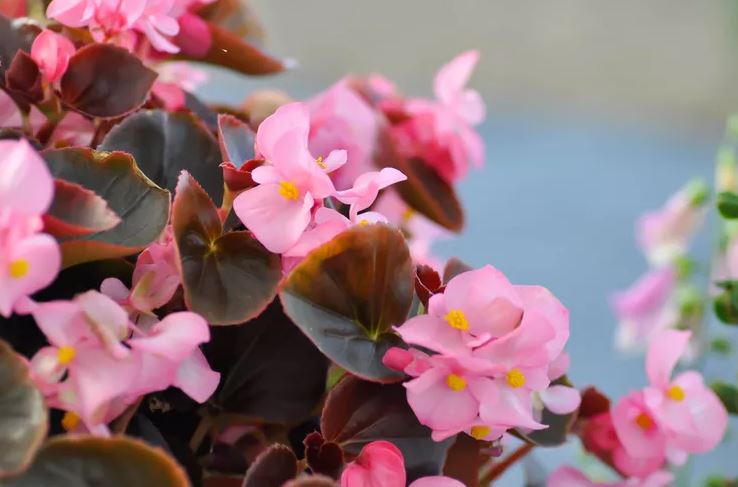 - Ảnh 3. - Ảnh 3.