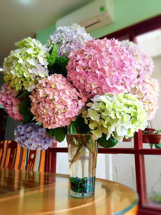 5 loài hoa đẹp nhưng nguy hiểm không nên để ở phòng khách - Ảnh 3.