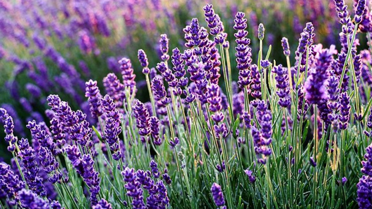 11 loại cây đuổi rắn tốt nhất: Loại cuối cùng quá chuẩn, rắn độc cũng phải sợ - Ảnh 2.