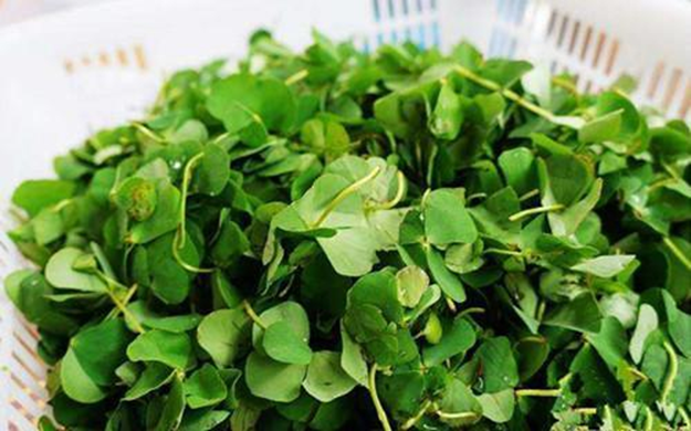 Loại c&acirc;y "hiếm c&oacute; kh&oacute; t&igrave;m", giữ b&ecirc;n m&igrave;nh gặp nhiều may mắn, ăn v&agrave;o bụng bổ như nh&acirc;n s&acirc;m- Ảnh 1.