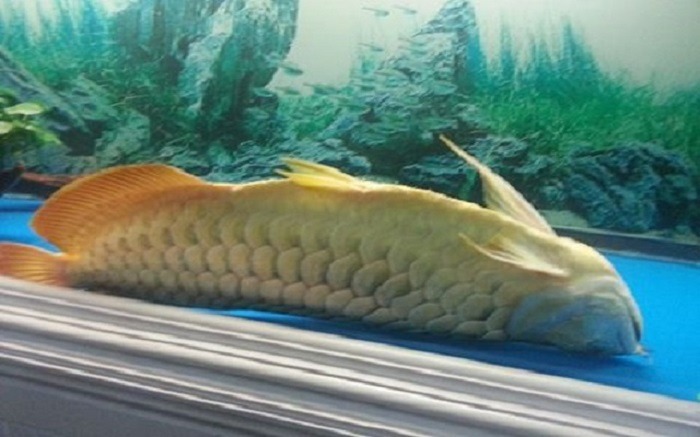 6 Loài Vật Báo Điềm Xui, Đi Tới Đâu Đen Tới Đó: Gia Chủ Cần Cẩn Thận- Ảnh 6.