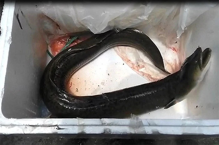 - Ảnh 1. - Ảnh 1.