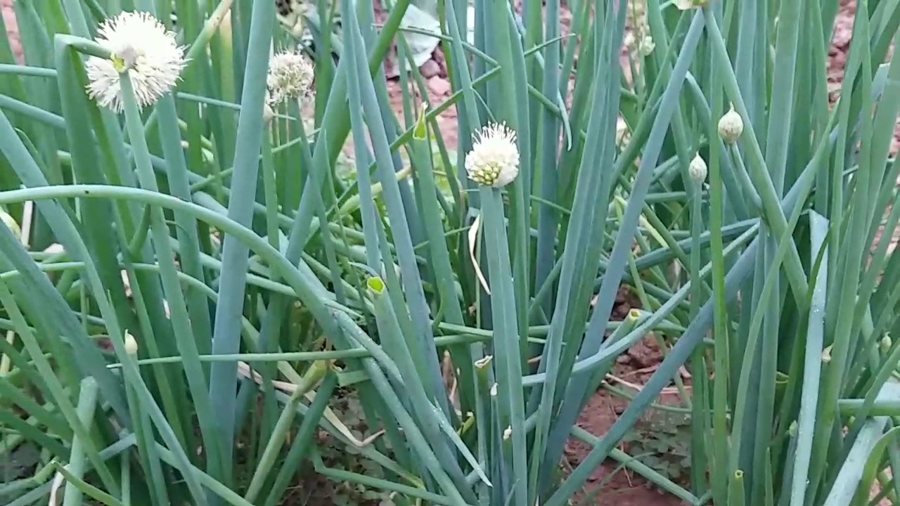 11 loại cây đuổi rắn tốt nhất: Loại cuối cùng quá chuẩn, rắn độc cũng phải sợ - Ảnh 4.