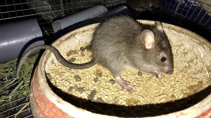 6 Loài Vật Báo Điềm Xui, Đi Tới Đâu Đen Tới Đó: Gia Chủ Cần Cẩn Thận- Ảnh 2.