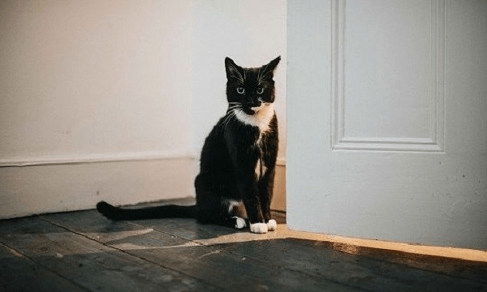 6 Loài Vật Báo Điềm Xui, Đi Tới Đâu Đen Tới Đó: Gia Chủ Cần Cẩn Thận- Ảnh 4.