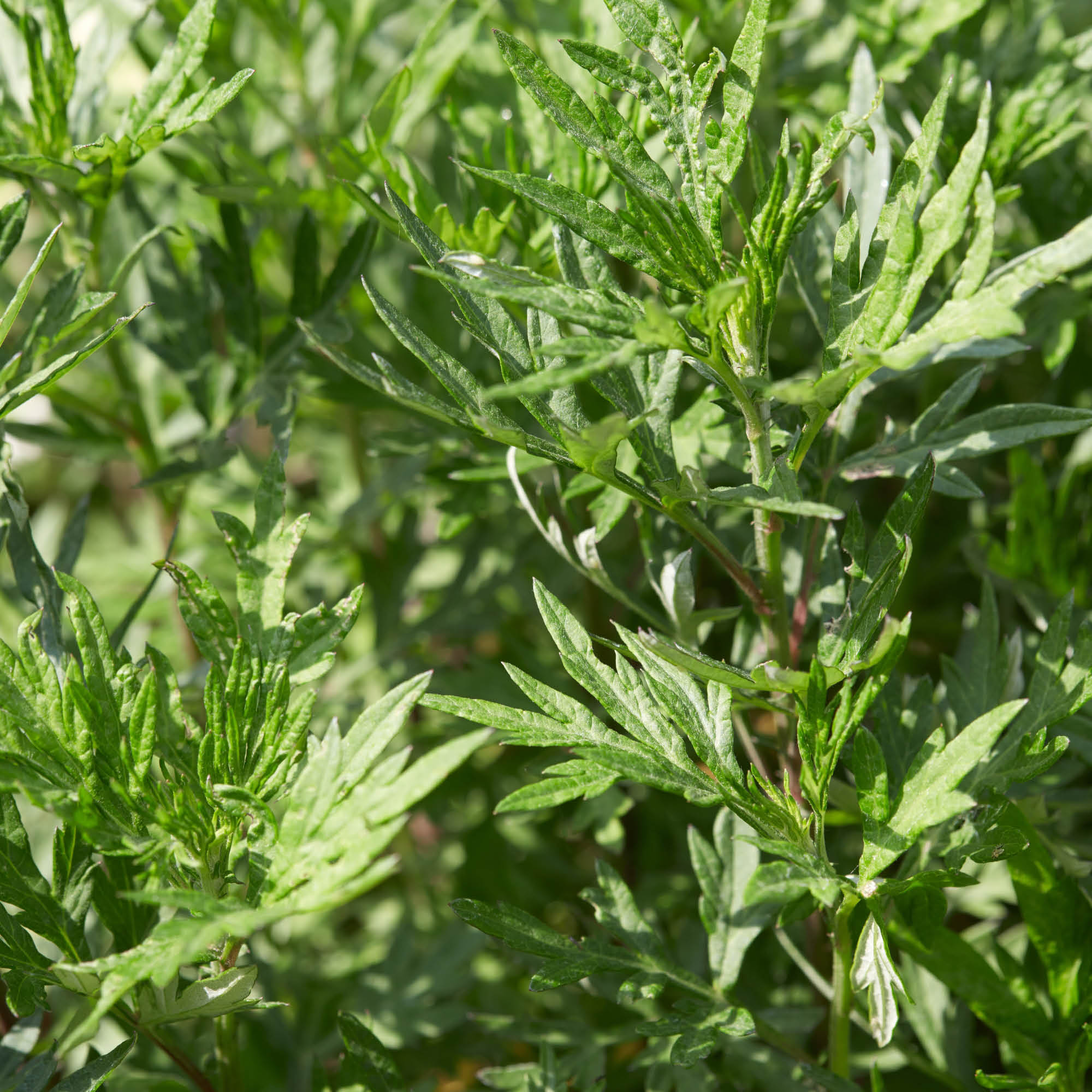 11 loại cây đuổi rắn tốt nhất: Loại cuối cùng quá chuẩn, rắn độc cũng phải sợ - Ảnh 6.