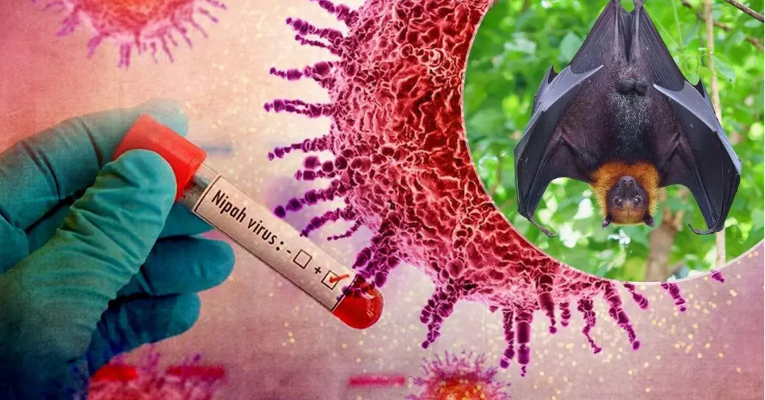 3 Bệnh Truyền Nhiễm Được Bộ Y Tế Bổ Sung Vào Danh Mục Nhóm A - “Bệnh Cần Giám Sát Chặt”: Nguy Hiểm Thế Nào?- Ảnh 1.