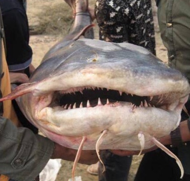 Gặp "thủy quái nước ngọt" dài 1,5m, nặng gần 30kg: Cá thể hiếm tới mức nhiều năm mới trồi lên một lần - Ảnh 6.