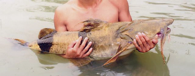 Gặp "thủy quái nước ngọt" dài 1,5m, nặng gần 30kg: Cá thể hiếm tới mức nhiều năm mới trồi lên một lần - Ảnh 3.