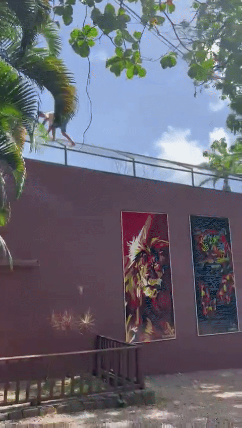 Thanh niên 19 tuổi trèo vào chuồng hổ, đám đông căng thẳng dõi theo: Hình ảnh cuối cùng gây sốc - Ảnh 3.