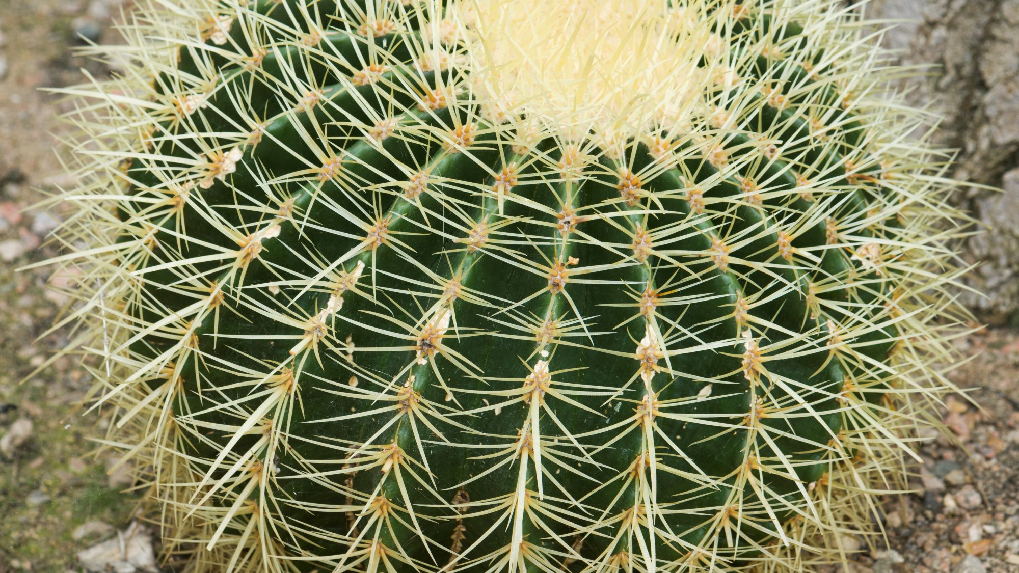 11 loại cây đuổi rắn tốt nhất: Loại cuối cùng quá chuẩn, rắn độc cũng phải sợ - Ảnh 11.