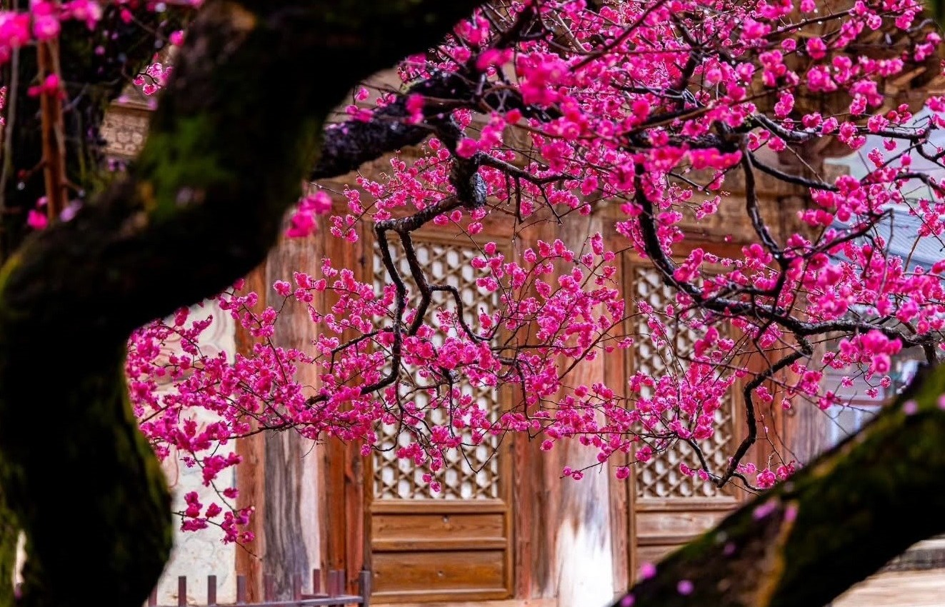 4 c&acirc;y phong thủy gi&uacute;p c&ocirc;ng danh vượng ph&aacute;t v&agrave; con ch&aacute;u th&agrave;nh t&agrave;i - Ảnh 2.