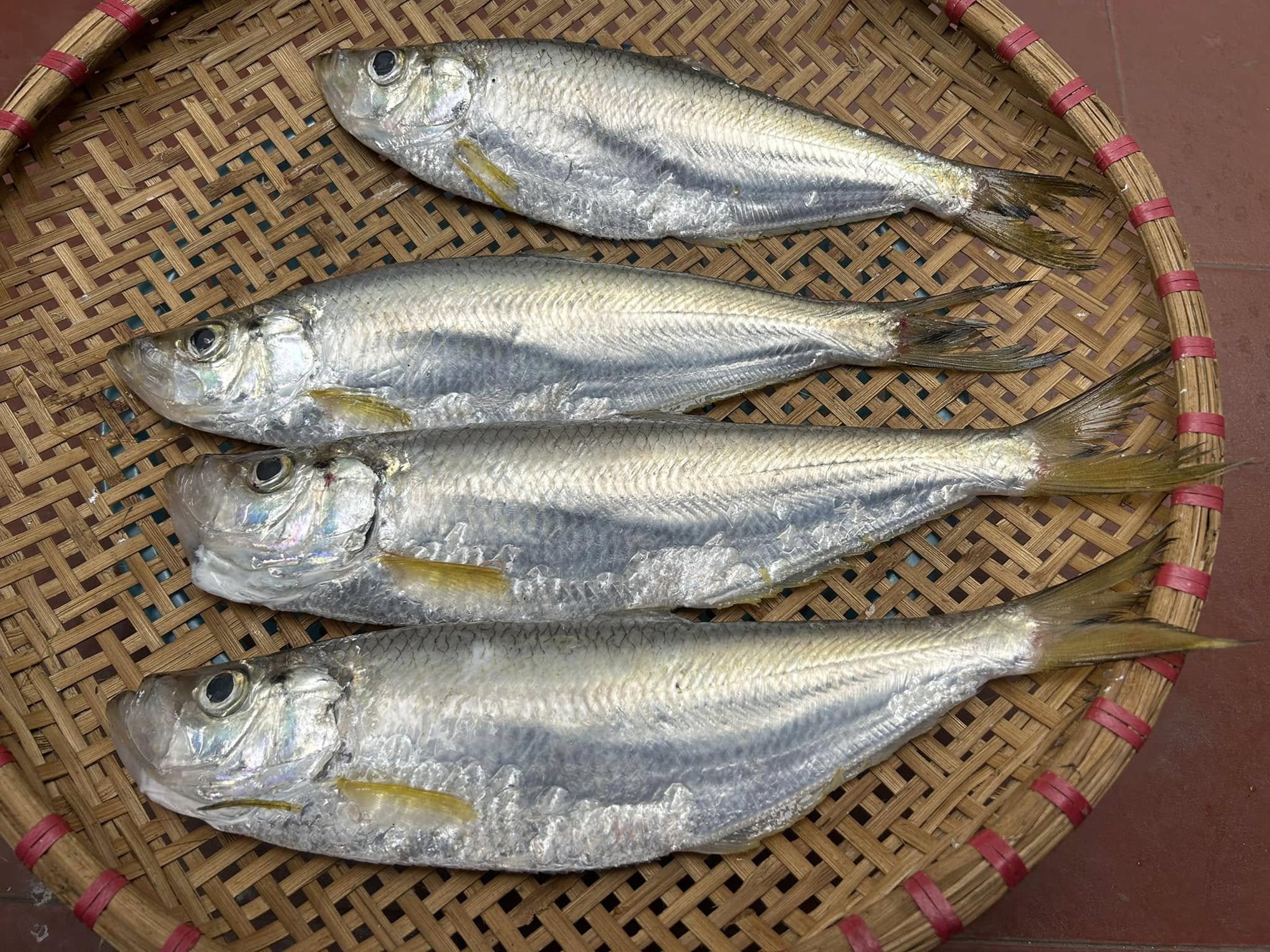 Loại cá được mệnh danh là "tứ quý ngư”, đứng đầu danh sách cá quý mà dân sành ăn săn lùng - Ảnh 1. Loại cá được mệnh danh là "tứ quý ngư”, đứng đầu danh sách cá quý mà dân sành ăn săn lùng - Ảnh 1.