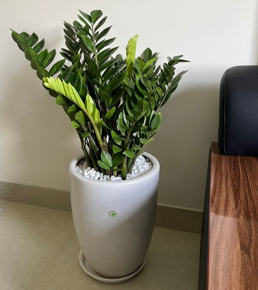 Kh&ocirc;ng phải ngẫu nhi&ecirc;n 10 nh&agrave; kh&aacute; giả th&igrave; 9 nh&agrave; đặt c&acirc;y ở ph&ograve;ng kh&aacute;ch: 5 loại c&acirc;y mang tới vượng kh&iacute;, tốt cho sức khỏe- Ảnh 3.