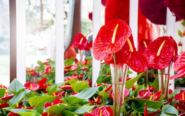 4 c&acirc;y phong thủy gi&uacute;p c&ocirc;ng danh vượng ph&aacute;t v&agrave; con ch&aacute;u th&agrave;nh t&agrave;i - Ảnh 4.