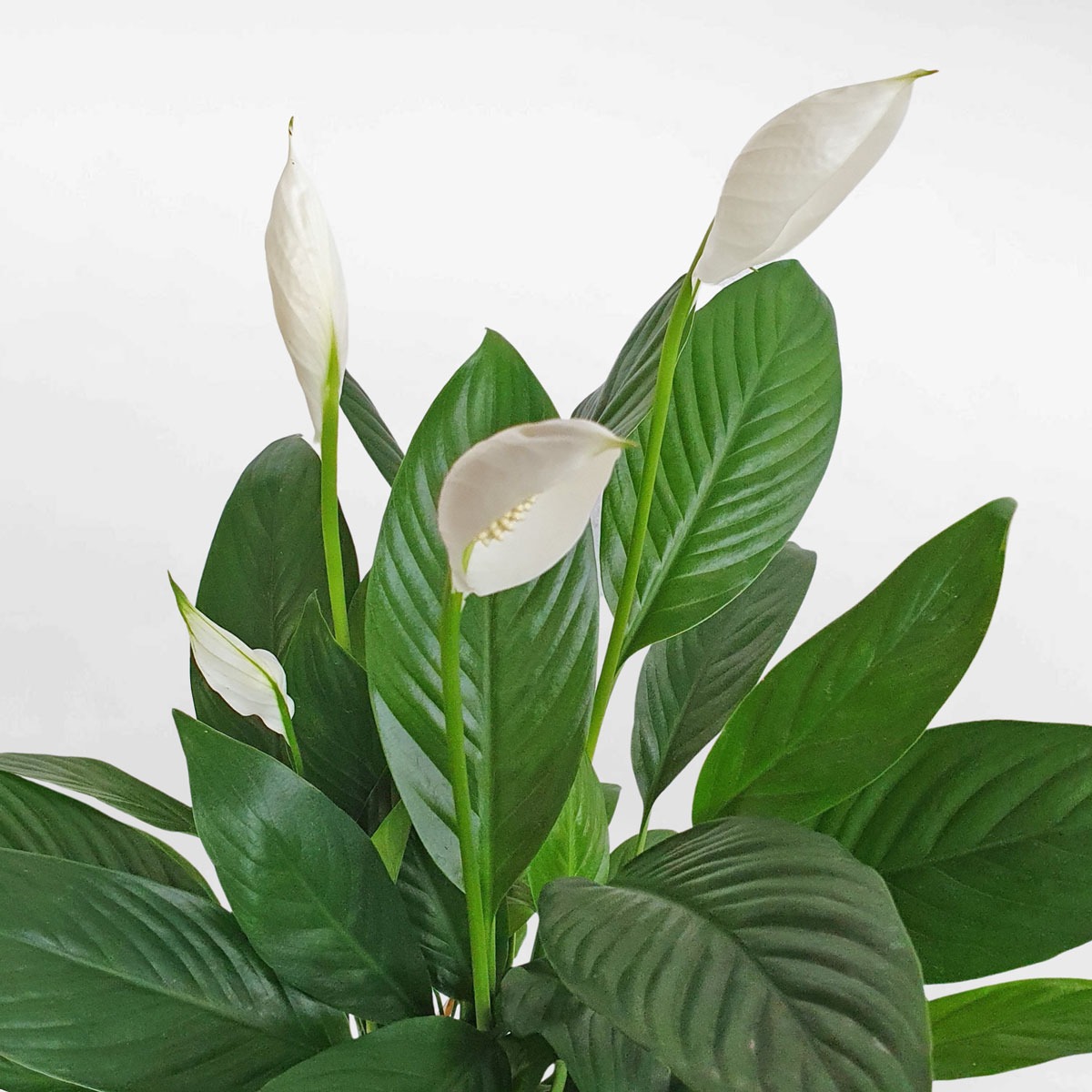 3 loại cây cát lành dễ trồng, đặt góc nào cũng tốt cho sức khỏe- Ảnh 7. 3 loại cây cát lành dễ trồng, đặt góc nào cũng tốt cho sức khỏe- Ảnh 7.