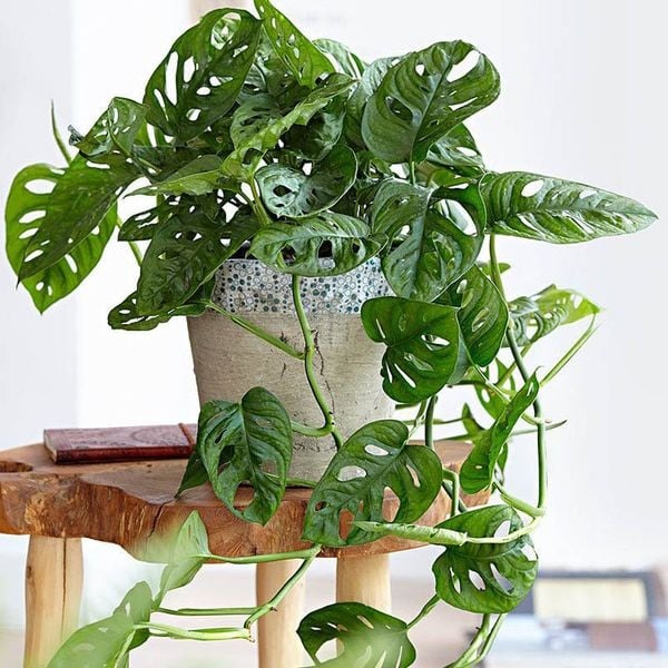 3 loại cây cát lành dễ trồng, đặt góc nào cũng tốt cho sức khỏe- Ảnh 3. 3 loại cây cát lành dễ trồng, đặt góc nào cũng tốt cho sức khỏe- Ảnh 3.