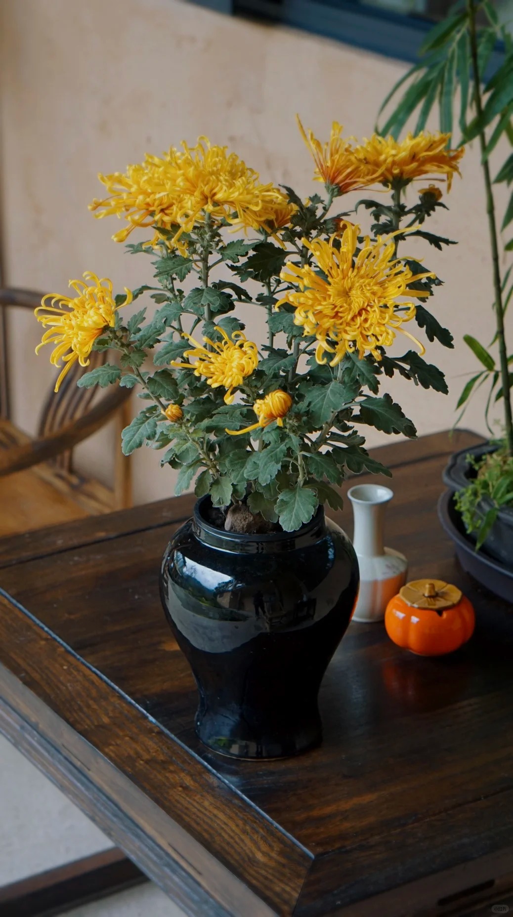 Không chỉ đẹp, đây là lý do người xưa dặn nhất định phải bày hoa cúc ngày Tết để gọi "dương khí" vào nhà - Ảnh 5. Không chỉ đẹp, đây là lý do người xưa dặn nhất định phải bày hoa cúc ngày Tết để gọi "dương khí" vào nhà - Ảnh 5.