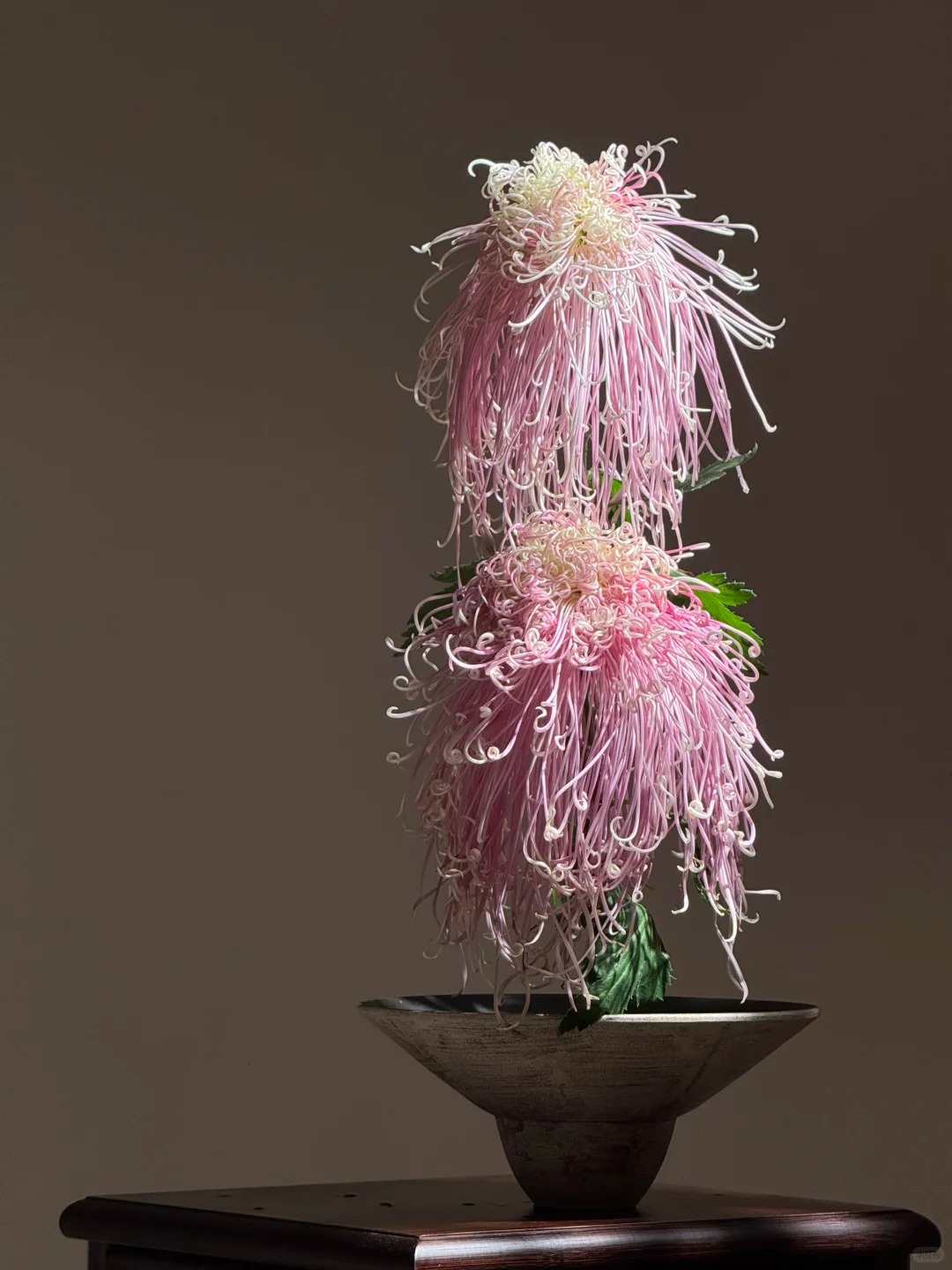 Không chỉ đẹp, đây là lý do người xưa dặn nhất định phải bày hoa cúc ngày Tết để gọi "dương khí" vào nhà - Ảnh 23. Không chỉ đẹp, đây là lý do người xưa dặn nhất định phải bày hoa cúc ngày Tết để gọi "dương khí" vào nhà - Ảnh 23.