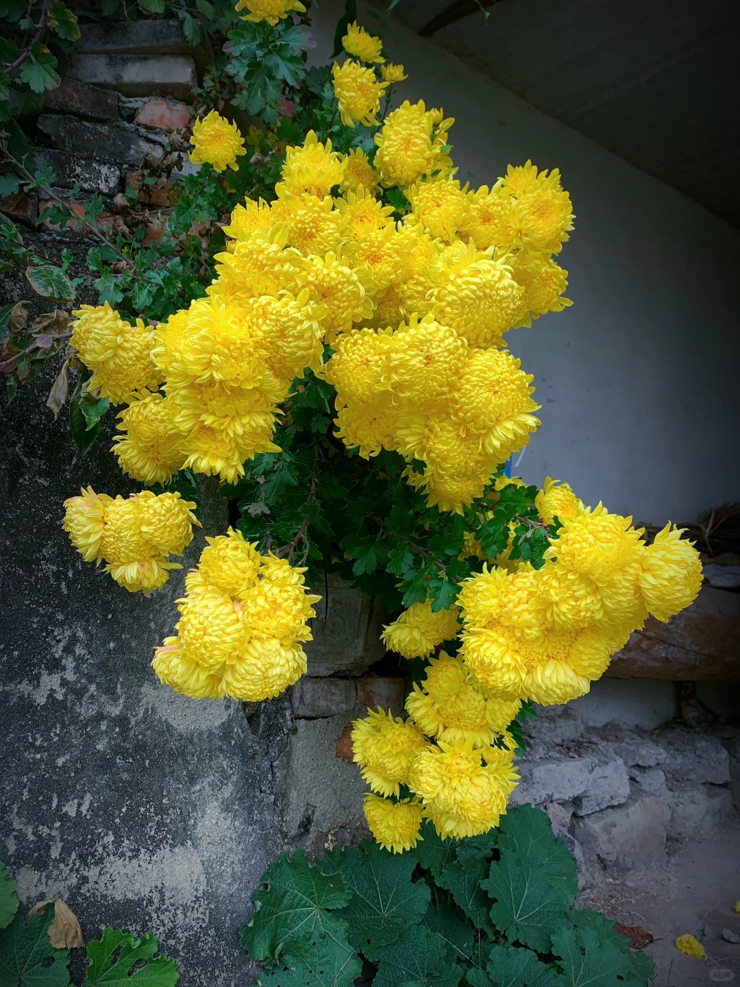 Không chỉ đẹp, đây là lý do người xưa dặn nhất định phải bày hoa cúc ngày Tết để gọi "dương khí" vào nhà - Ảnh 8. Không chỉ đẹp, đây là lý do người xưa dặn nhất định phải bày hoa cúc ngày Tết để gọi "dương khí" vào nhà - Ảnh 8.