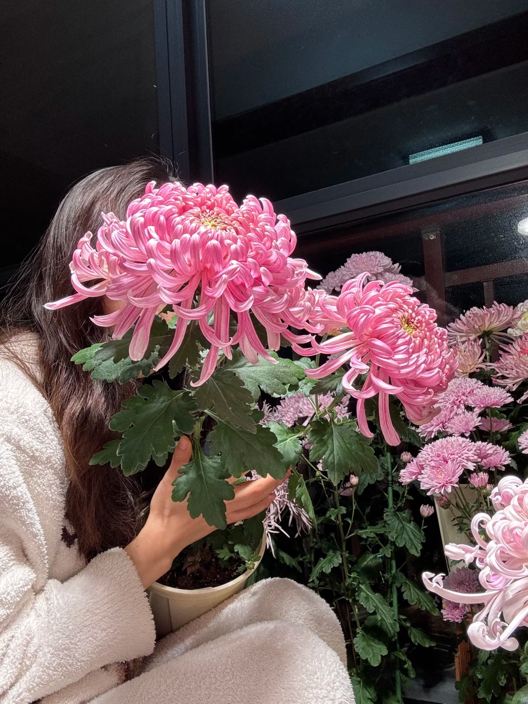 Không chỉ đẹp, đây là lý do người xưa dặn nhất định phải bày hoa cúc ngày Tết để gọi "dương khí" vào nhà - Ảnh 18. Không chỉ đẹp, đây là lý do người xưa dặn nhất định phải bày hoa cúc ngày Tết để gọi "dương khí" vào nhà - Ảnh 18.