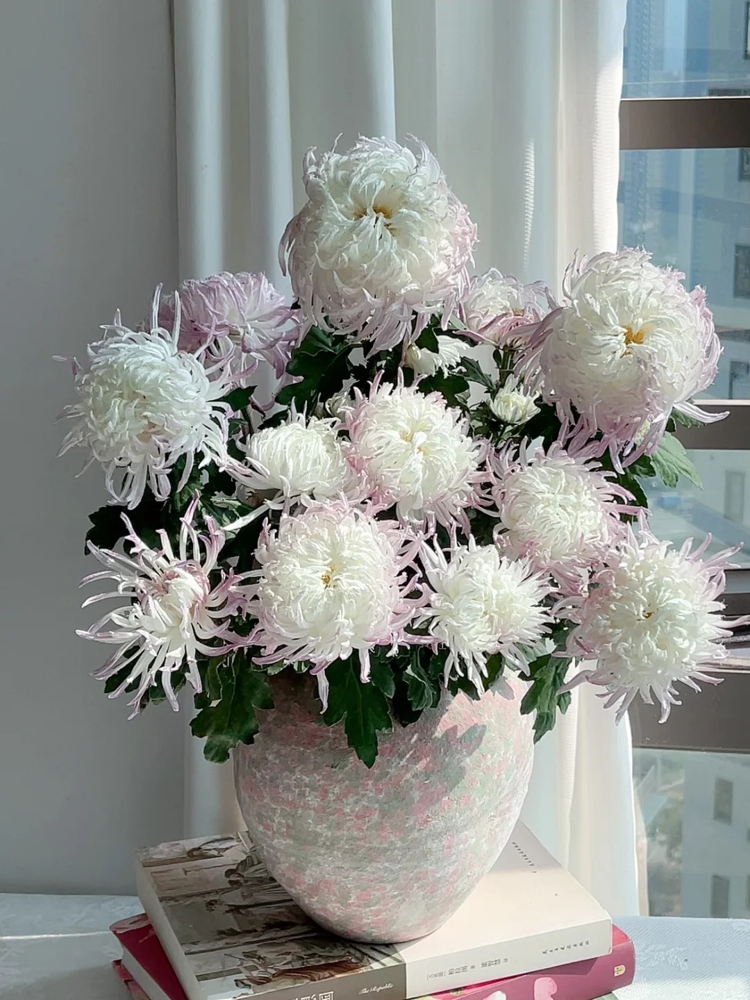 Không chỉ đẹp, đây là lý do người xưa dặn nhất định phải bày hoa cúc ngày Tết để gọi "dương khí" vào nhà - Ảnh 20. Không chỉ đẹp, đây là lý do người xưa dặn nhất định phải bày hoa cúc ngày Tết để gọi "dương khí" vào nhà - Ảnh 20.