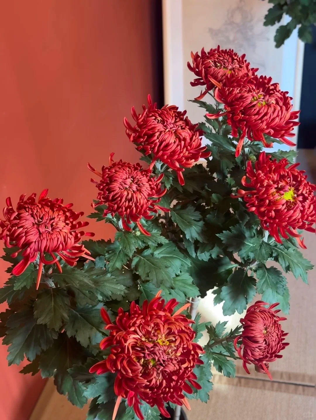 Không chỉ đẹp, đây là lý do người xưa dặn nhất định phải bày hoa cúc ngày Tết để gọi "dương khí" vào nhà - Ảnh 19. Không chỉ đẹp, đây là lý do người xưa dặn nhất định phải bày hoa cúc ngày Tết để gọi "dương khí" vào nhà - Ảnh 19.