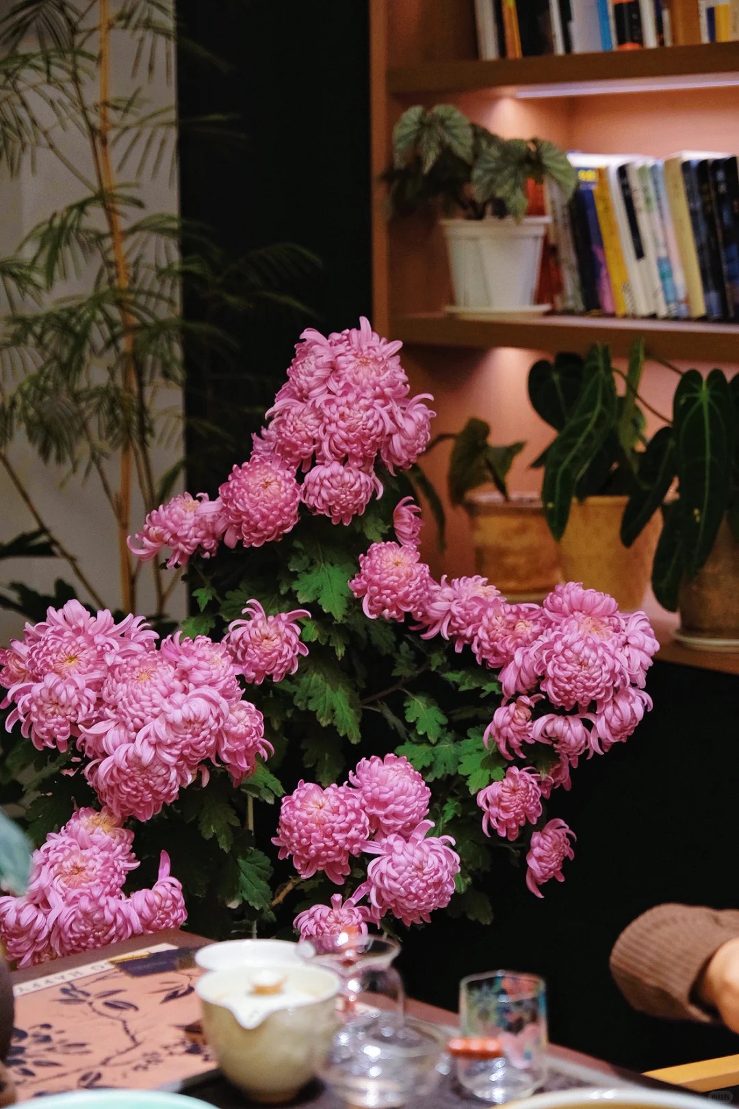 Không chỉ đẹp, đây là lý do người xưa dặn nhất định phải bày hoa cúc ngày Tết để gọi "dương khí" vào nhà - Ảnh 13. Không chỉ đẹp, đây là lý do người xưa dặn nhất định phải bày hoa cúc ngày Tết để gọi "dương khí" vào nhà - Ảnh 13.