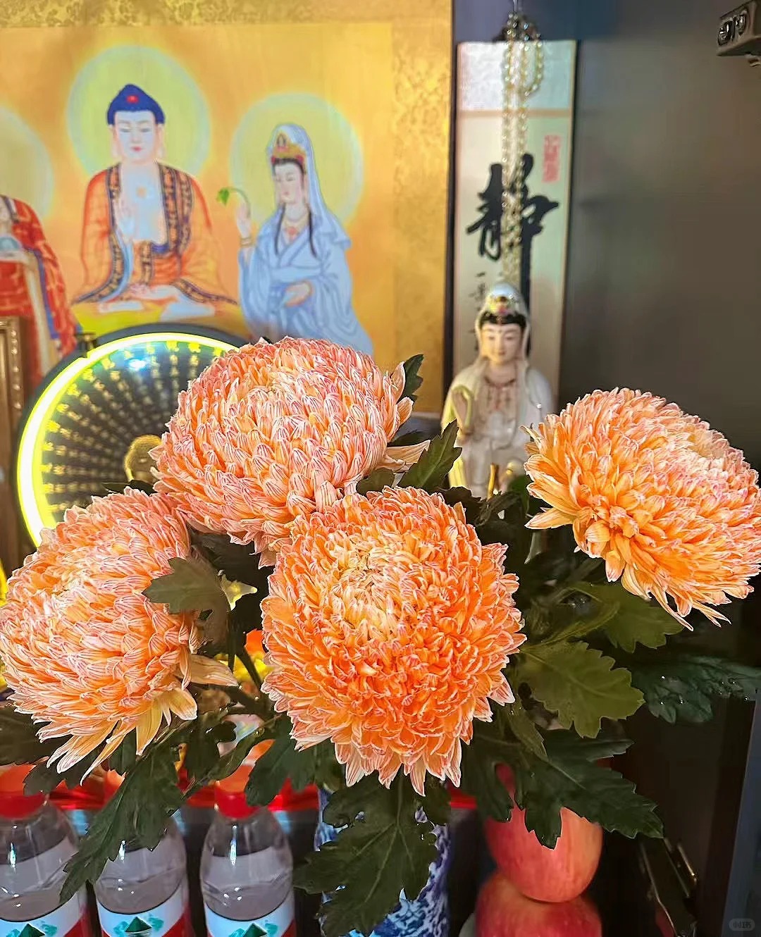 Không chỉ đẹp, đây là lý do người xưa dặn nhất định phải bày hoa cúc ngày Tết để gọi "dương khí" vào nhà - Ảnh 12. Không chỉ đẹp, đây là lý do người xưa dặn nhất định phải bày hoa cúc ngày Tết để gọi "dương khí" vào nhà - Ảnh 12.