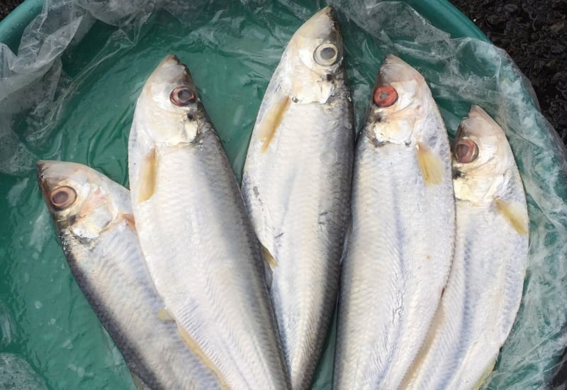 Loại cá được mệnh danh là "tứ quý ngư”, đứng đầu danh sách cá quý mà dân sành ăn săn lùng - Ảnh 2. Loại cá được mệnh danh là "tứ quý ngư”, đứng đầu danh sách cá quý mà dân sành ăn săn lùng - Ảnh 2.